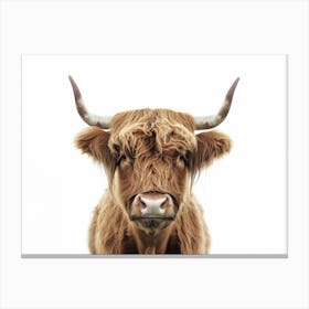 Highland Cow 12 Canvas Print