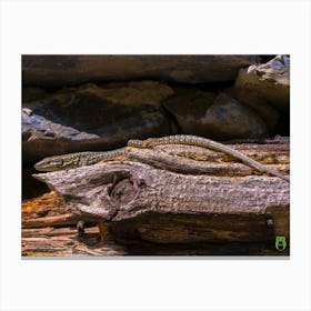 Lizard 20210824 67pub Canvas Print