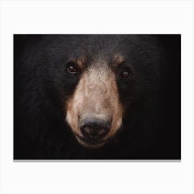 Black Bear Profile Canvas Print