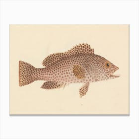 Unidentified Fish, Luigi Balugani 9 Canvas Print