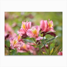 Pink Flowers In A Field Canvas Print