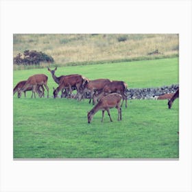Deer In A Field Canvas Print