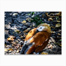 Pheasant Canvas Print