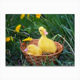 Ducklings In A Basket 2 Canvas Print