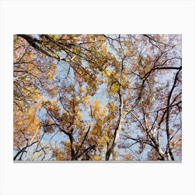 Fall In The Trees Canvas Print