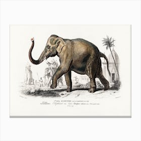 Asiatic Elephant (Elephas Maximus), Charles Dessalines D'Orbigny Canvas Print