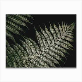 Botanical Fern 1 Black Green Canvas Print
