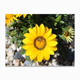 Bee On Yellow Daisy Canvas Print