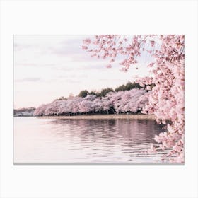 Cherry Blossoms Along River Canvas Print