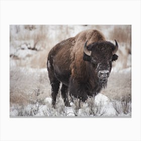 Winter Bison Scenery Canvas Print