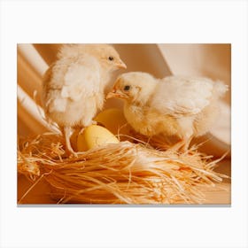 Chickens In A Nest Canvas Print
