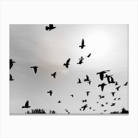 Silhouettes Of Flying Pigeons In The Skies 5 Canvas Print