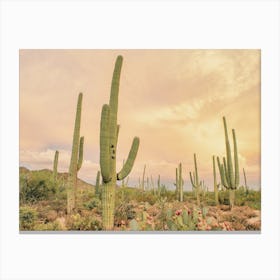 Warm Desert Cactus Sky Canvas Print