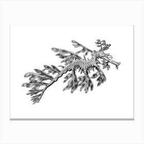 Leafy Sea Dragon Canvas Print