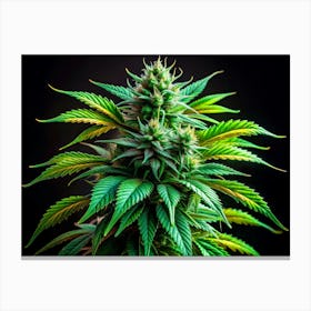 Close Up Of Cannabis Bud With Green And Yellow Leaves And Black Background Canvas Print