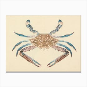 Blue Crab), Luigi Balugani Canvas Print