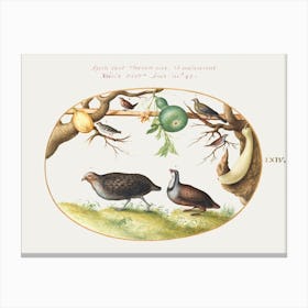 Two Partridges, Wren, And Other Birds (1575–1580), Joris Hoefnagel Canvas Print