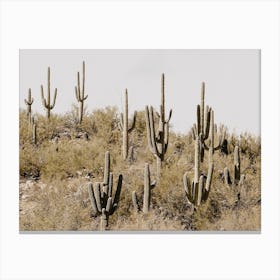 Saguaro Cactus Hillside Canvas Print