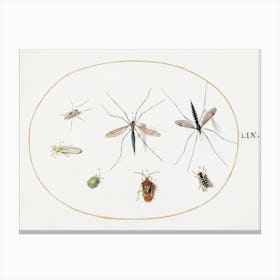 Seven Insects, Including A Hawthorn Shield Bug, Crane Flies, And A Hoverfly, Joris Hoefnagel Canvas Print
