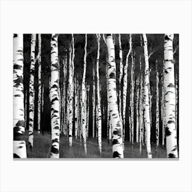 Birch Forest 122 Canvas Print