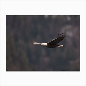 Bald Eagle Flying Canvas Print