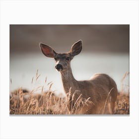 Rustic Deer In Sun Canvas Print