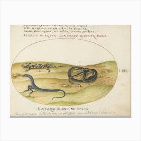 Animalia Qvadrvpedia et Reptilia (c. 1575-1580), Joris Hoefnagel 4 Canvas Print