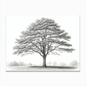maple tree pencil sketch Canvas Print