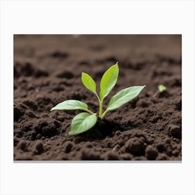 Young Green Plant Shoots Growing In Soil Canvas Print