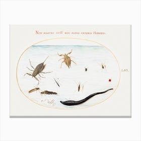 Water Scorpion, Water Measurer, Pond Skater, Red Water Mite, Leech And Other Water Insects, Joris Hoefnagel Canvas Print