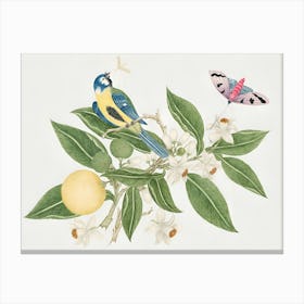 Bluebirds And Lemons Canvas Print