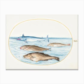 Swordfish And Three Other Fish (1575–1580), Joris Hoefnagel Canvas Print