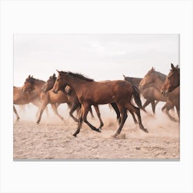 Wild Horse Herd Canvas Print