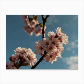 Blooming sakura branch 2 Canvas Print