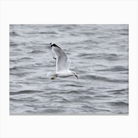 Seagull Flying over the Mississippi River Canvas Print