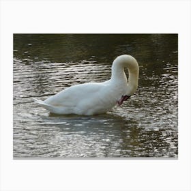 Swan In Water Canvas Print