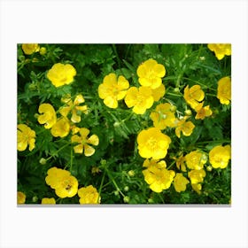 Yellow Flowers Canvas Print