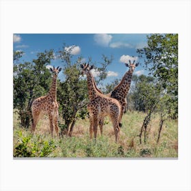 Baby Giraffes In The Wild Canvas Print