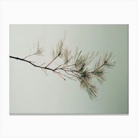 Pine Branch - Pine Stock Videos & Royalty-Free Footage Canvas Print