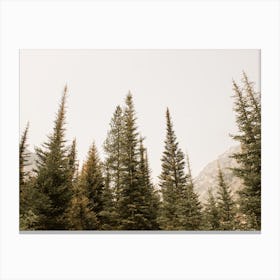 Misty Pine Trees Canvas Print