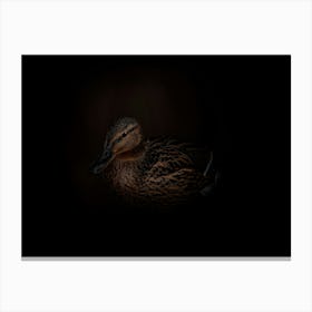 Brown Duck In The Dark Canvas Print