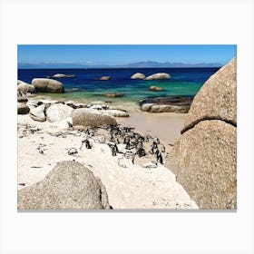 Penguins On The Beach (Africa Series) 2 Canvas Print