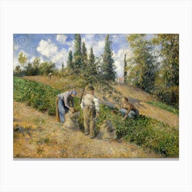 The Harvest, Pontoise (1881), Camille Pissarro Canvas Print