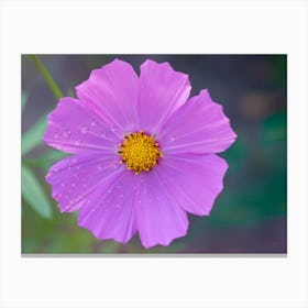 Purple Cosmos Flower 1 Canvas Print