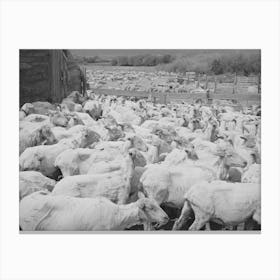 Untitled Photo, Possibly Related To Freshly Shorn Sheep On Ranch In Malheur County, Oregon By Russell Lee Canvas Print