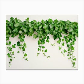 Curly Ivy Leaves Isolated On Light Background 1 Canvas Print