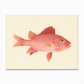 Unidentified Fish, Luigi Balugani (2) 1 Canvas Print