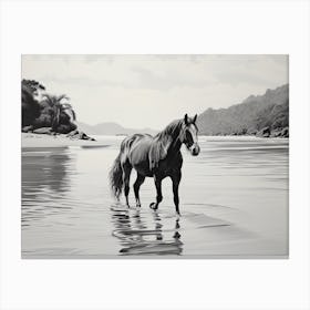 A Horse Oil Painting In Lopes Mendes Beach, Brazil, Landscape 4 Canvas Print