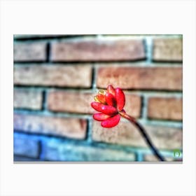 Red Flower In Front Of Brick Wall 20170421 794pub Canvas Print