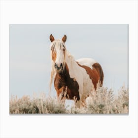 Sagebrush Horse Canvas Print